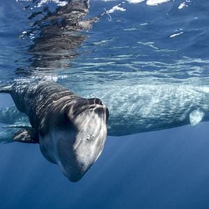 Foto Earth: One Amazing Day