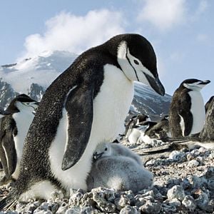 Foto Earth: One Amazing Day