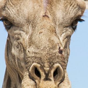 Foto Earth: One Amazing Day