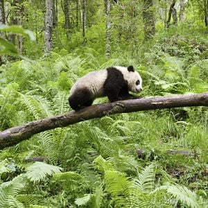 Foto Earth: One Amazing Day