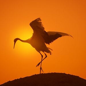 Foto Earth: One Amazing Day