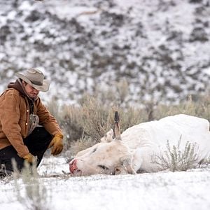 Wind River - Película 2017