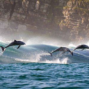 Foto Delfines: La vida en el arrecife