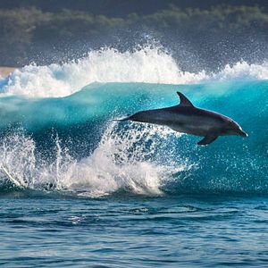 Foto Delfines: La vida en el arrecife