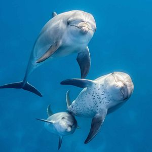 Foto Delfines: La vida en el arrecife