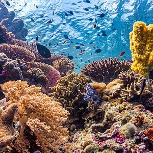 Foto Delfines: La vida en el arrecife