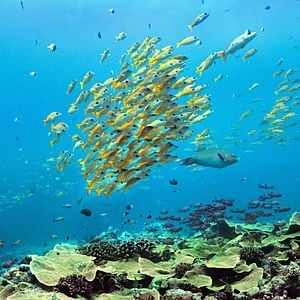 Foto Delfines: La vida en el arrecife