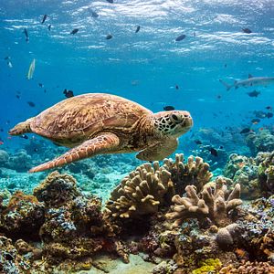 Foto Delfines: La vida en el arrecife