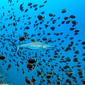 Foto Delfines: La vida en el arrecife