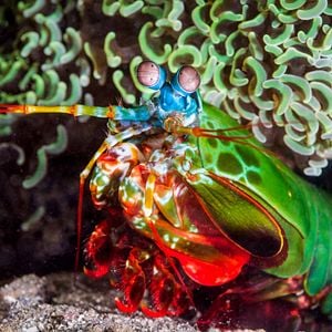 Foto Delfines: La vida en el arrecife