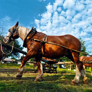 Foto Les Sillons de la liberté