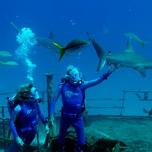 Foto Las maravillas del mar