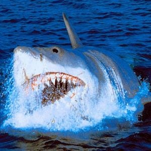 Foto Tiburón, la venganza