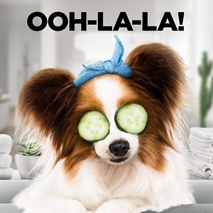 Foto Superagente canino