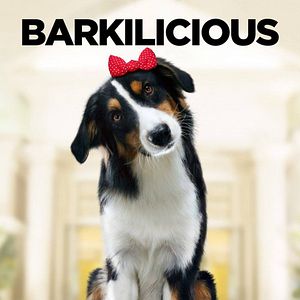 Foto Superagente canino