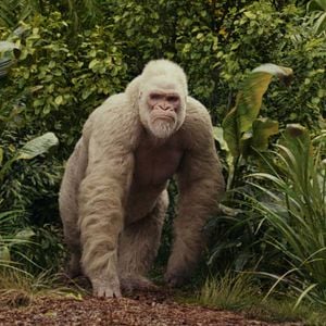 Foto Proyecto Rampage