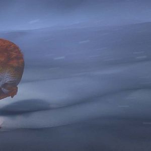 Foto Ploey, nunca volarás solo