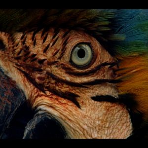 Foto El canto de la selva