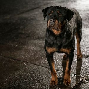 Foto Superagente canino