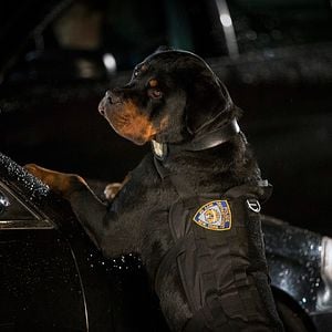 Foto Superagente canino