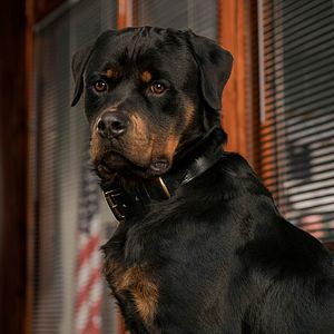 Foto Superagente canino