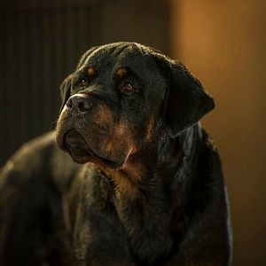 Foto Superagente canino