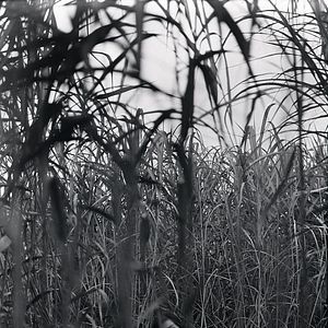 Foto La mujer insecto