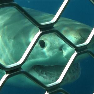 Foto Open Water: Inmersión extrema