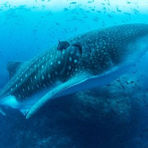 Foto Oceans: Our Blue Planet