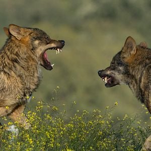 Foto Barbacana, la huella del lobo