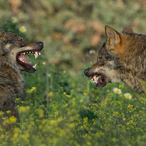 Foto Barbacana, la huella del lobo