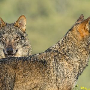 Foto Barbacana, la huella del lobo