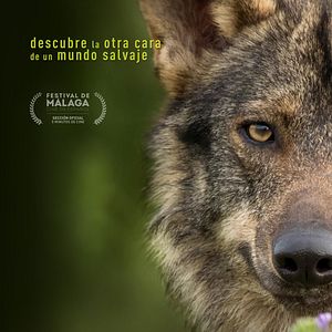 Foto Barbacana, la huella del lobo
