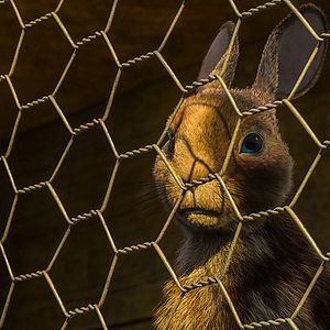 Foto La colina de Watership