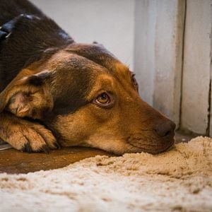 Foto Uno más de la familia