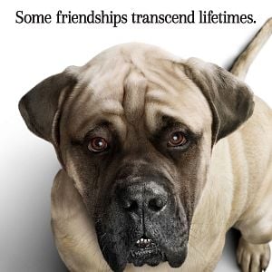 Foto Tu mejor amigo: Un nuevo viaje