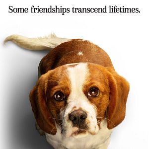 Foto Tu mejor amigo: Un nuevo viaje