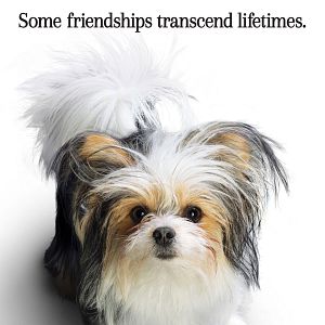 Foto Tu mejor amigo: Un nuevo viaje