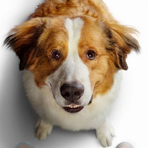 Foto Tu mejor amigo: Un nuevo viaje