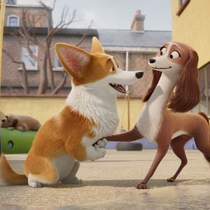 Foto Corgi, las mascotas de la reina