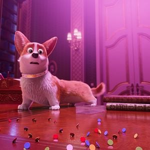 Foto Corgi, las mascotas de la reina