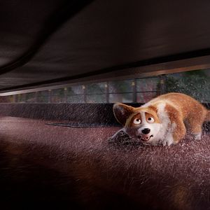 Foto Corgi, las mascotas de la reina