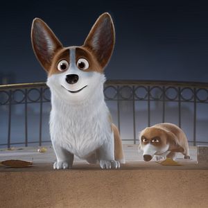 Foto Corgi, las mascotas de la reina