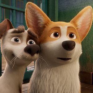 Foto Corgi, las mascotas de la reina