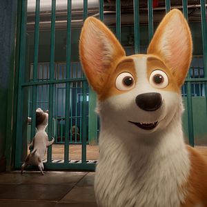 Foto Corgi, las mascotas de la reina