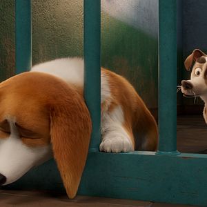 Foto Corgi, las mascotas de la reina