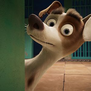 Foto Corgi, las mascotas de la reina