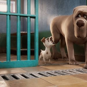 Foto Corgi, las mascotas de la reina