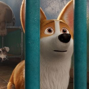 Foto Corgi, las mascotas de la reina