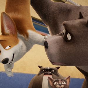 Foto Corgi, las mascotas de la reina